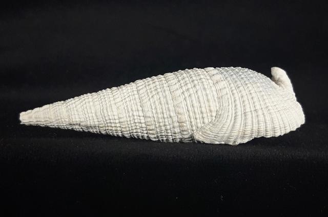 Cerithium (Cerithioclava) dalli OLSSON & PETIT 1964  - Bild © FossNet FossilienStore
